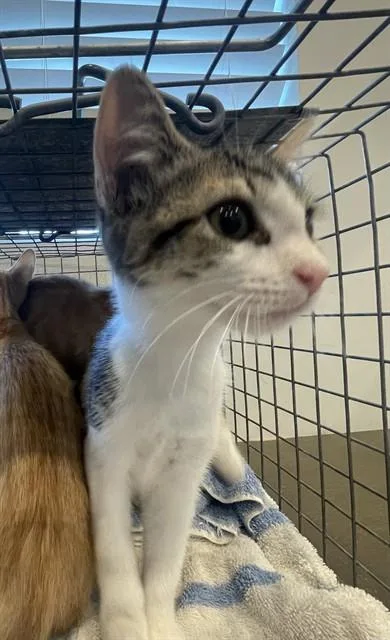A baby small-sized female Domestic Short Hair cat named Honey for adoption in Fort Myers, FL
