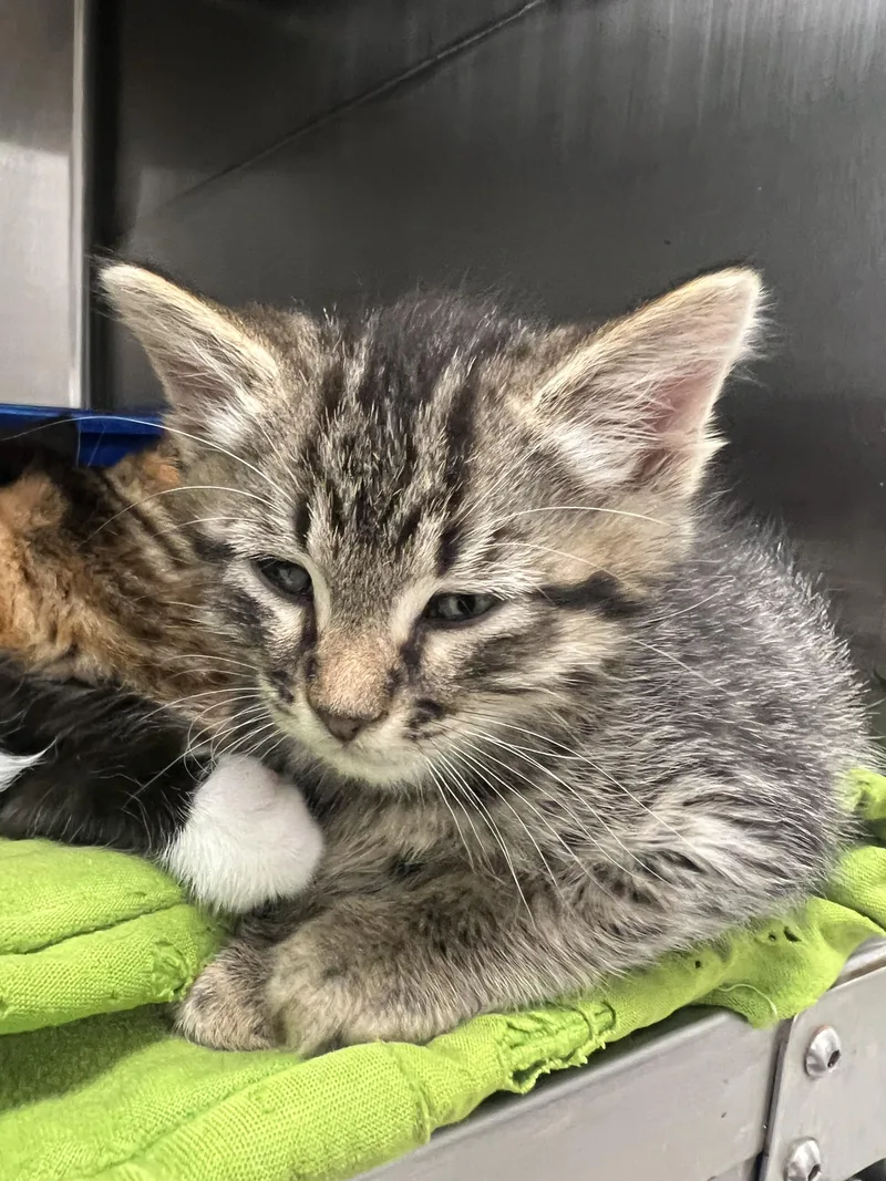 A baby small-sized male Domestic Short Hair cat named Mac for adoption in Chico, CA