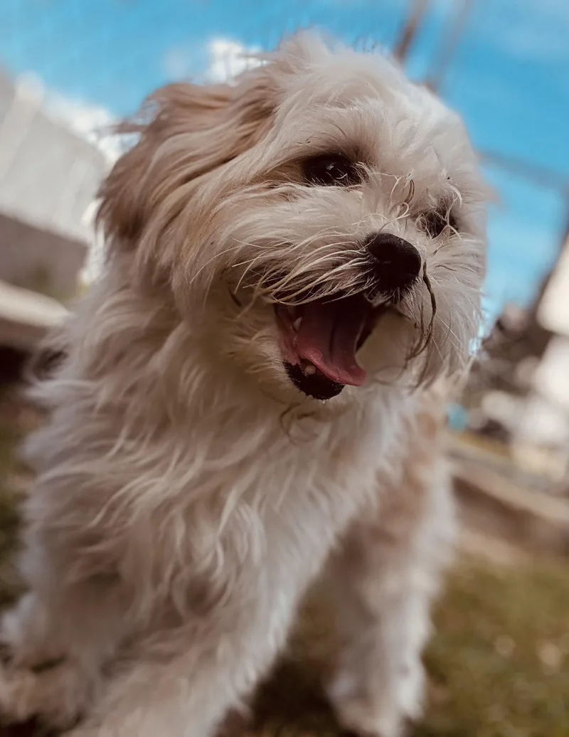 An adult small-sized female White / Cream Maltese dog named Minnie for adoption in New Port Richey, FL