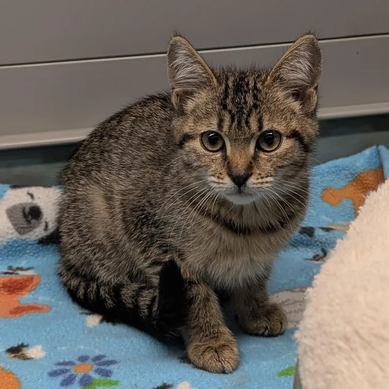 A baby medium-sized female Tabby (Brown / Chocolate) Domestic Short Hair cat named Crunch for adoption in Suffolk, VA