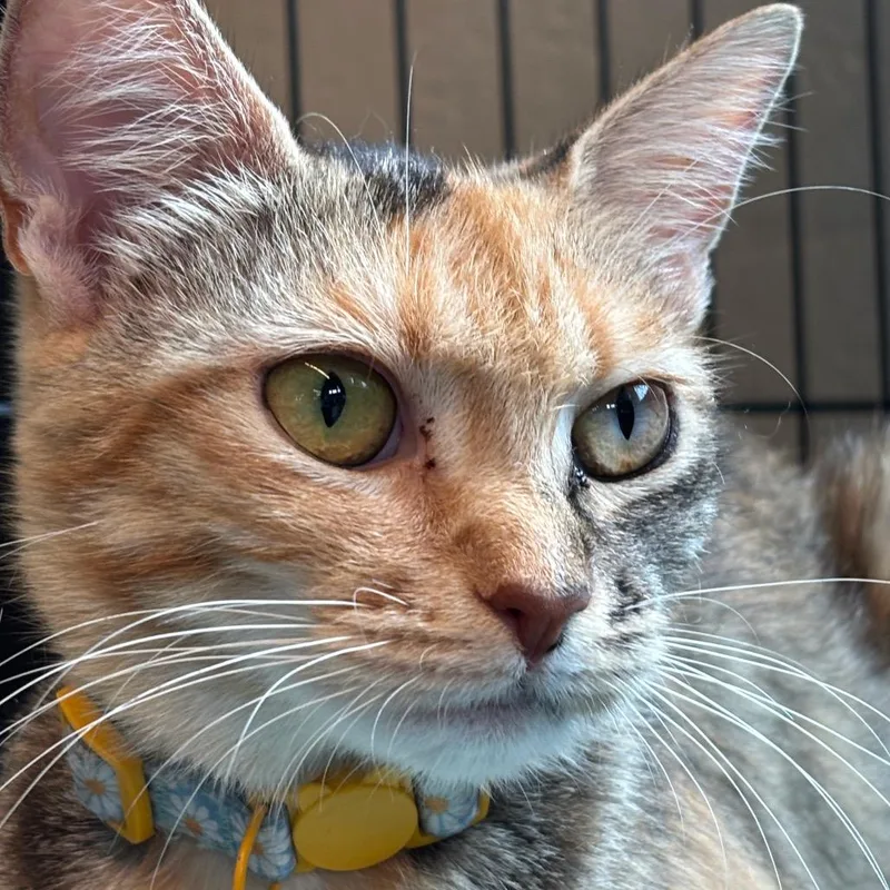 An adult medium-sized female Calico Domestic Short Hair cat named Josephine for adoption in Huntington, WV
