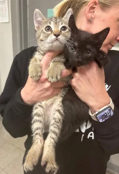 A baby small-sized female Domestic Short Hair cat named Doodle for adoption in Madison, NJ