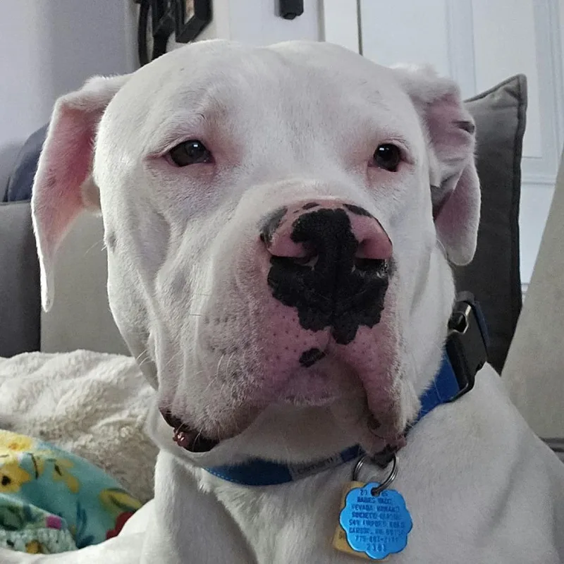 An adult large-sized male White / Cream Dogo Argentino dog named Cesar for adoption in Reno, NV