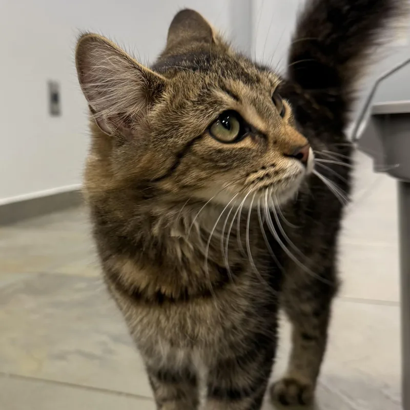 A baby medium-sized female Tabby (Brown / Chocolate) Domestic Short Hair cat named Virginia for adoption in North Haven, CT