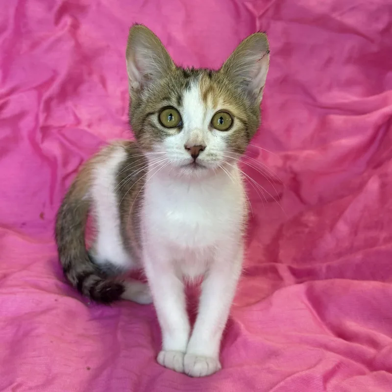 A baby medium-sized female Calico cat named Rose for adoption in Rowland Heights, CA