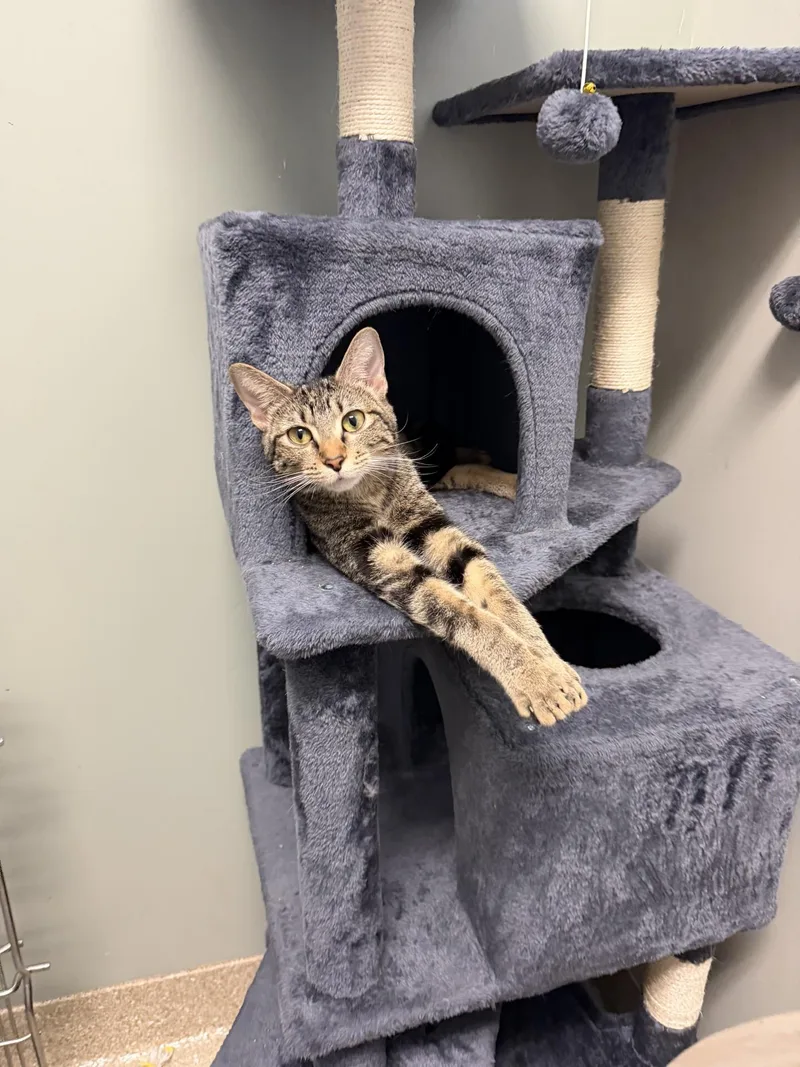 Matilda