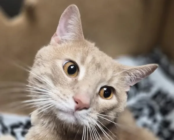 A young medium-sized male Domestic Short Hair cat named Luna Beam for adoption in New York, NY