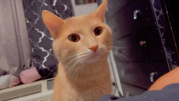 Luna Beam thumbnail 2