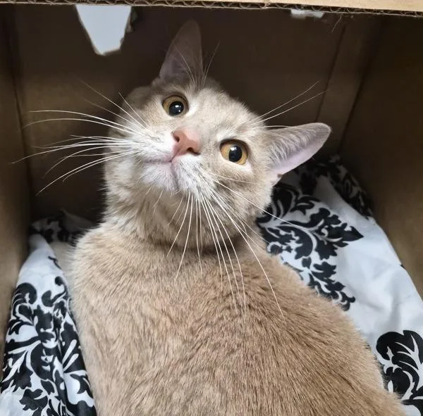 Luna Beam thumbnail 3