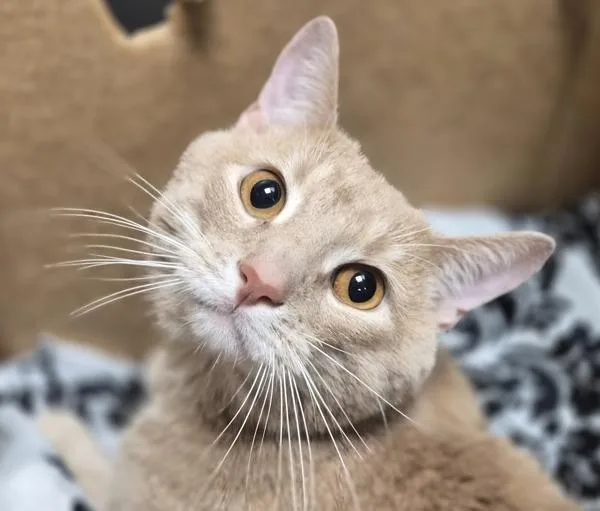 Luna Beam thumbnail 4