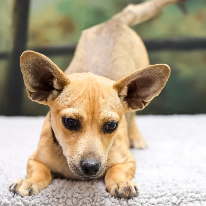 A baby small-sized male Chihuahua dog named Peewee for adoption in Casa Grande, AZ