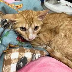 A baby medium-sized female Tabby (Orange / Red) Tabby cat named Snicker for adoption in Green Valley, AZ