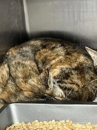 A young medium-sized female Domestic Short Hair cat named Calliente $ for adoption in Seneca, SC
