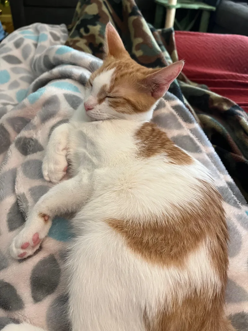 A baby medium-sized male Orange / Red Domestic Short Hair cat named Wemby for adoption in Richmond, KY