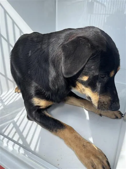 A young large-sized male Labrador Retriever dog named A for adoption in Houston, TX