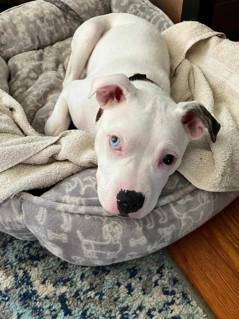 A baby medium-sized female White / Cream Pit Bull Terrier dog named Harley Quinn for adoption in Clayton, NJ