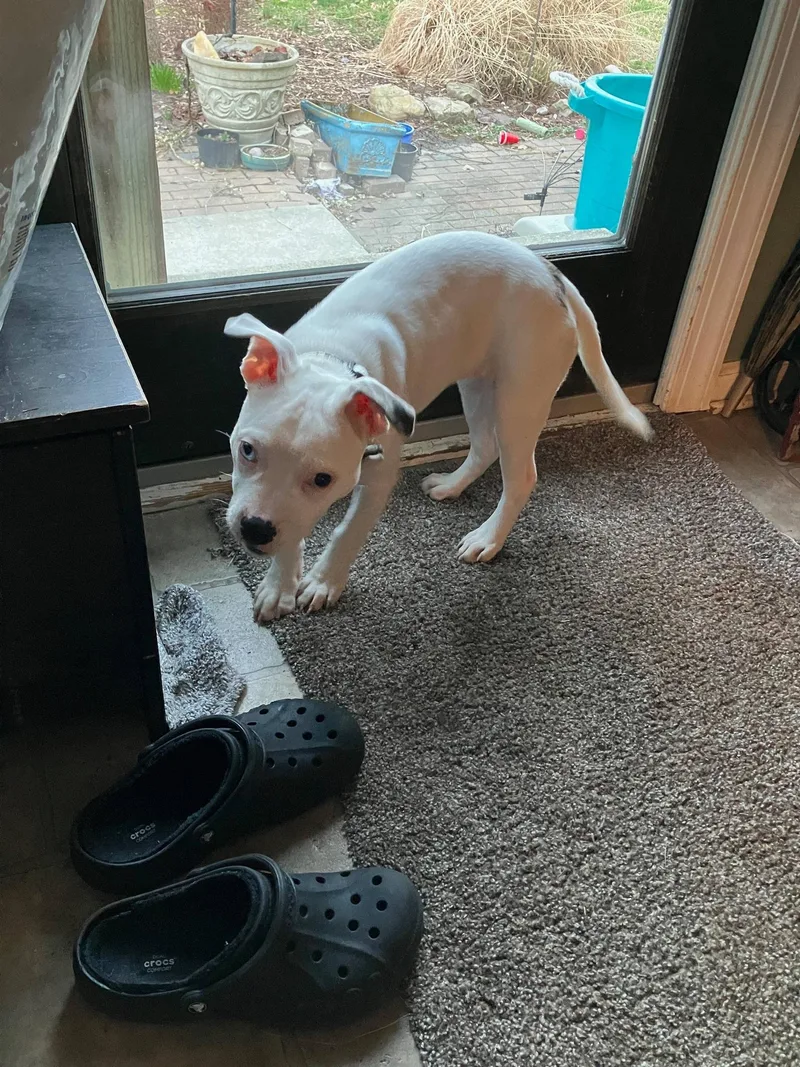 Harley Quinn thumbnail 2