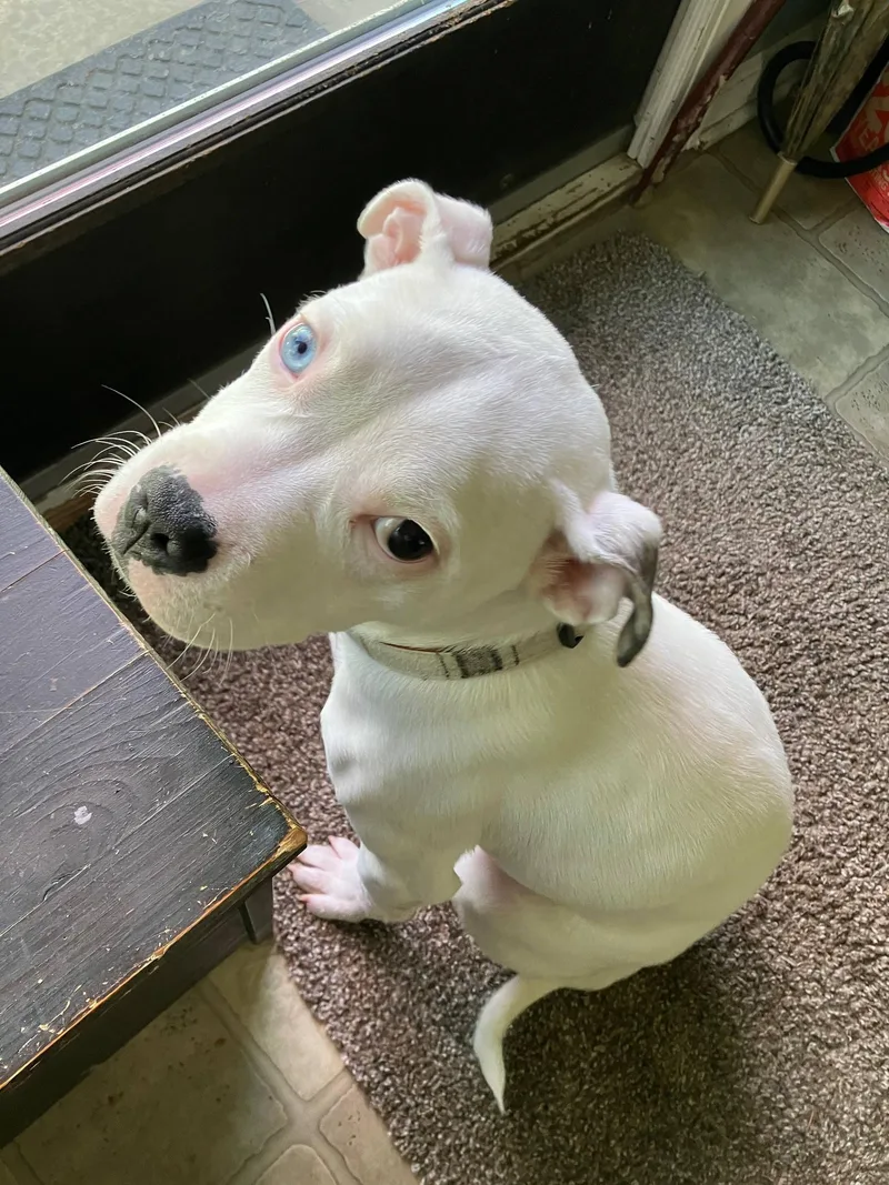 Harley Quinn thumbnail 3