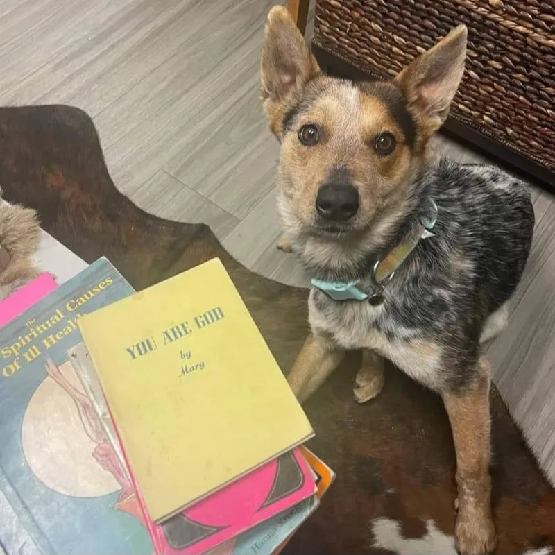 An adult medium-sized male Brown / Chocolate Cattle Dog dog named Cinnamon Toast for adoption in Las Vegas, NV