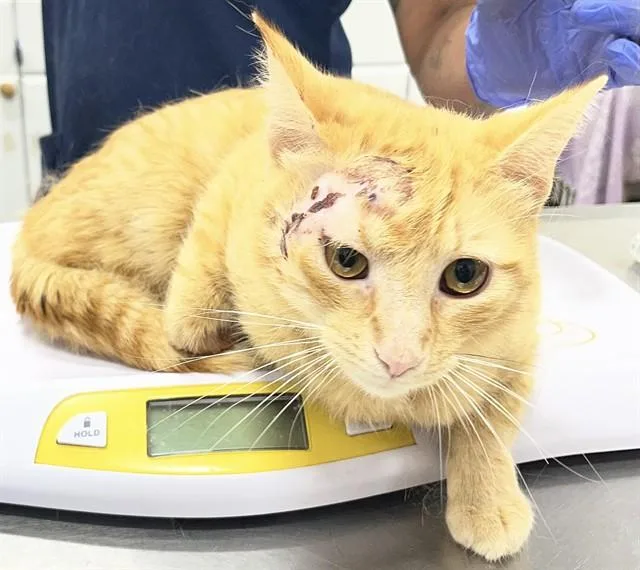 A young medium-sized male Domestic Short Hair cat named Dixon for adoption in Upper Marlboro, MD