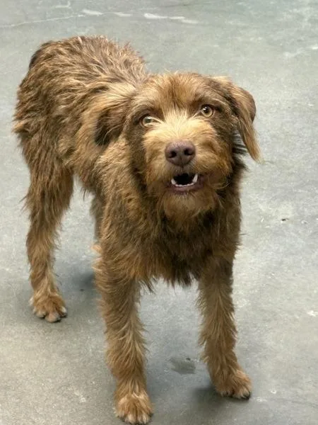 A young medium-sized female Terrier dog named Balthazar for adoption in Rio Rancho, NM
