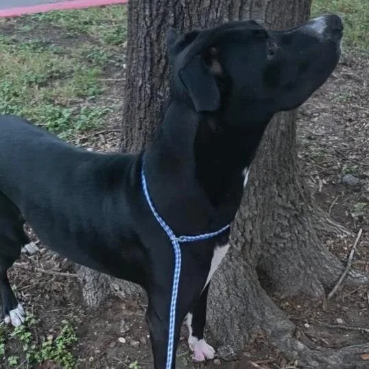 A young large-sized male Black Labrador Retriever dog named Bubba Jay for adoption in Austin, TX
