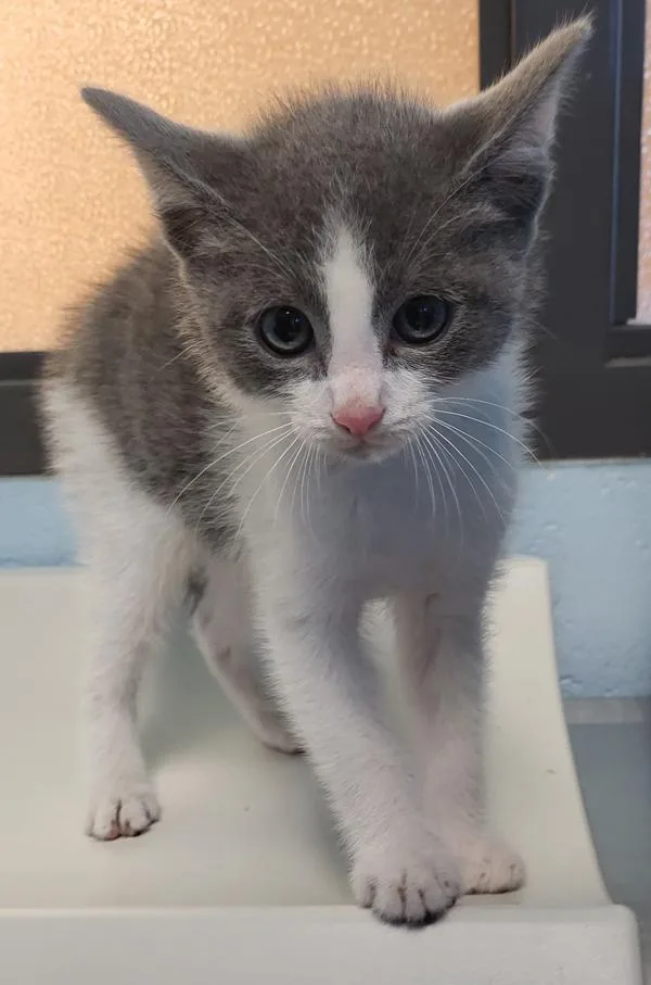 A baby small-sized male Domestic Short Hair cat named Nf for adoption in Lawrenceville, GA