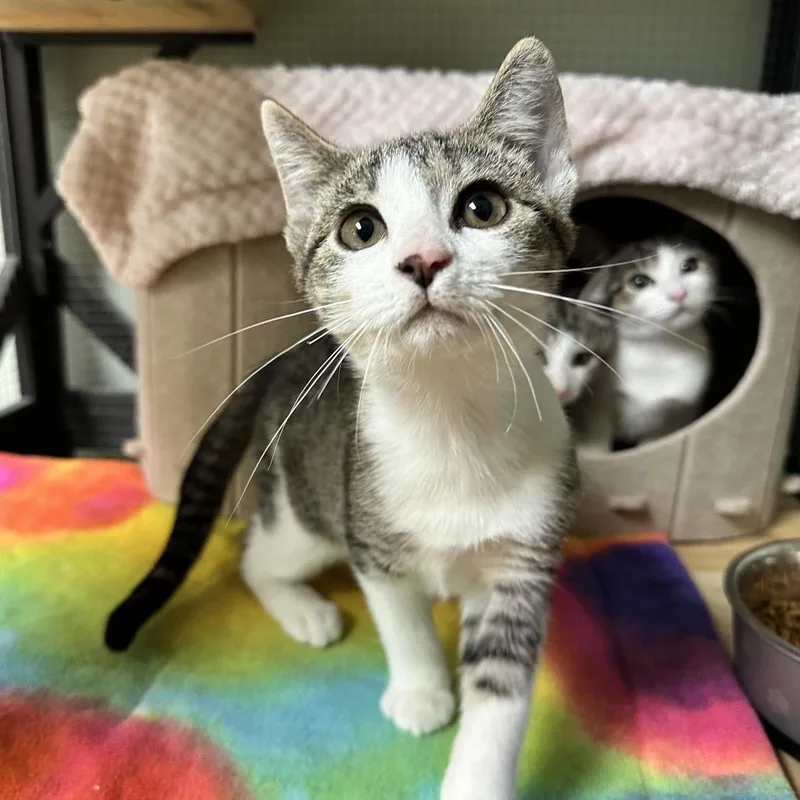 A baby small-sized female Gray / Blue / Silver Domestic Short Hair cat named Roya for adoption in North Port, FL