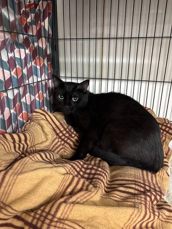 An adult medium-sized male Domestic Short Hair cat named Mercury for adoption in Bourbonnais, IL