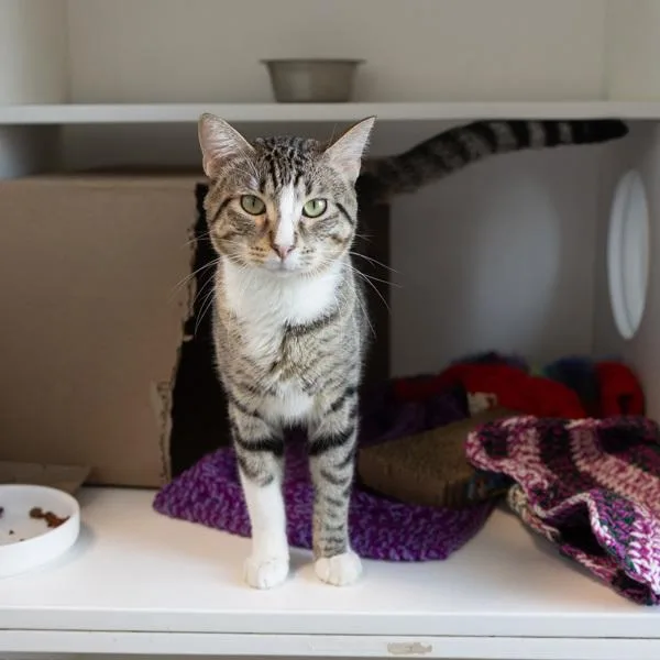 An adult small-sized male Domestic Short Hair cat named Rydelle for adoption in Des Moines, IA