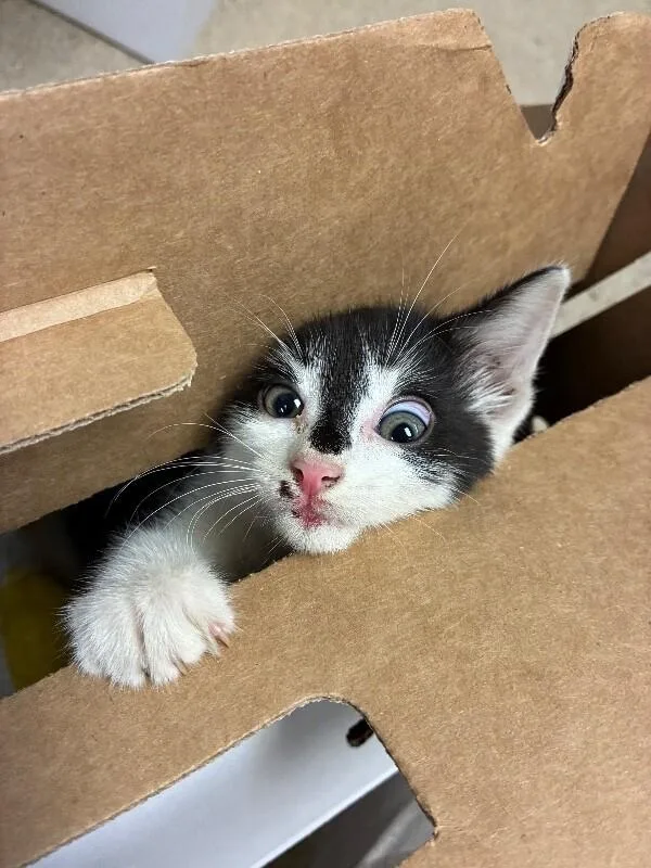A young small-sized female White Domestic Short Hair cat named Miss Batty for adoption in Cincinnati, OH