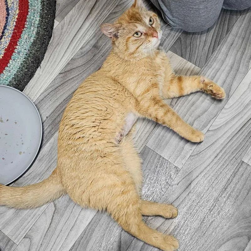 An adult small-sized male Orange / Red Domestic Short Hair cat named Baxter aka BBB for adoption in Glenfield, NY