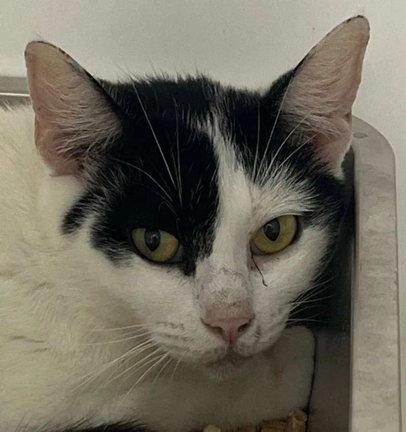A young medium-sized female Domestic Short Hair cat named Cosmo for adoption in Tarboro, NC