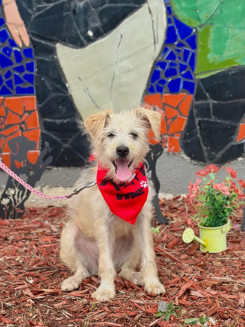 A young small-sized female Apricot / Beige Wirehaired Terrier dog named Cocolatte for adoption in Miami, FL