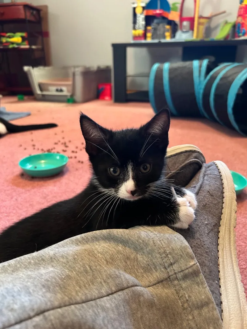 A baby small-sized female Domestic Short Hair cat named Hermione bonded with Weasley for adoption in Ellicott City, MD
