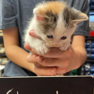 A baby small-sized female Calico Domestic Short Hair cat named Cheetos C for adoption in Minnetonka, MN