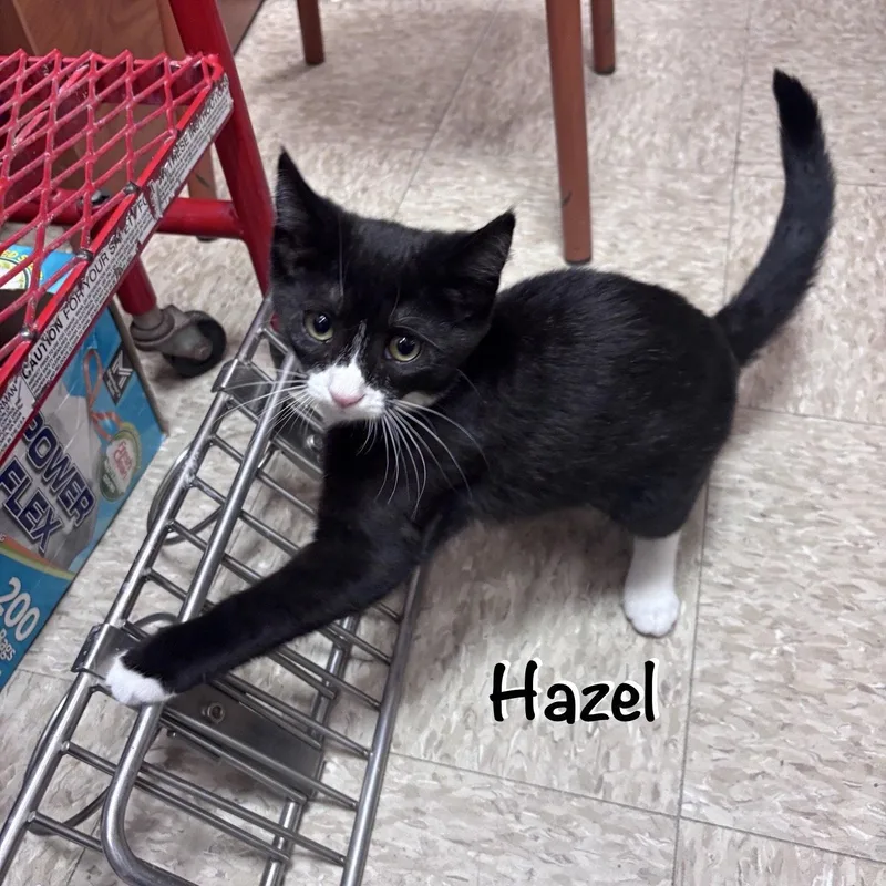 A young medium-sized female Black & White / Tuxedo Domestic Short Hair cat named Hazel for adoption in Spring Lake, NJ