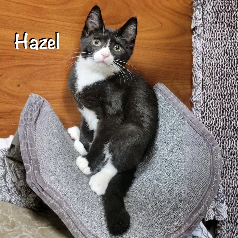 Hazel thumbnail 2