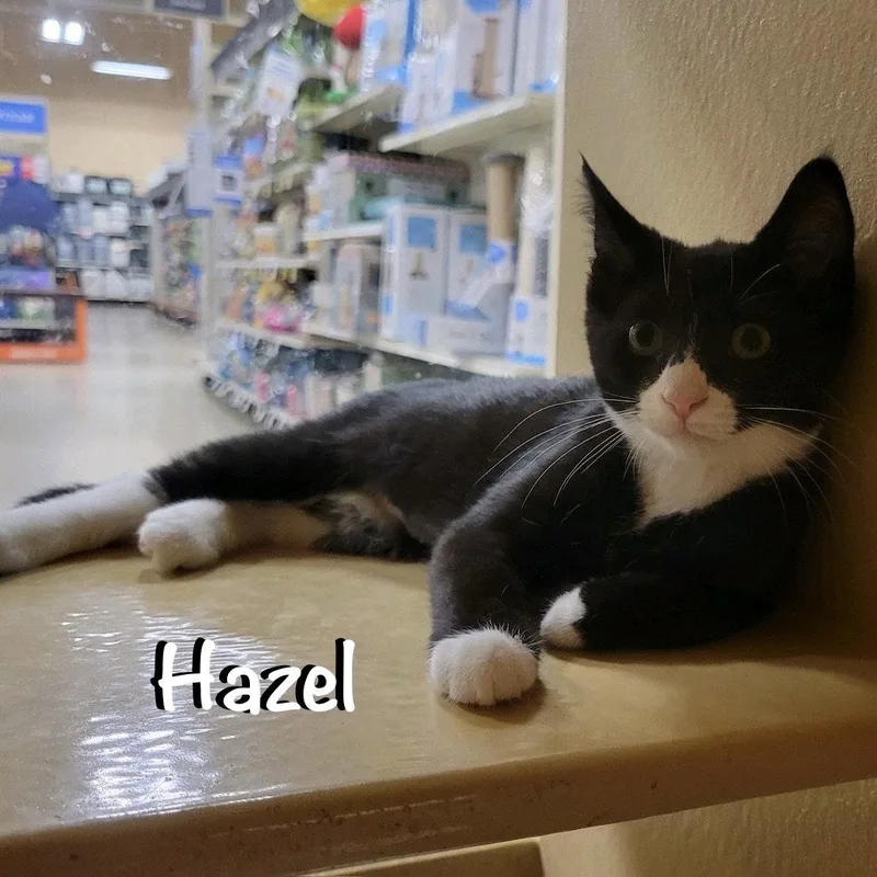 Hazel thumbnail 3