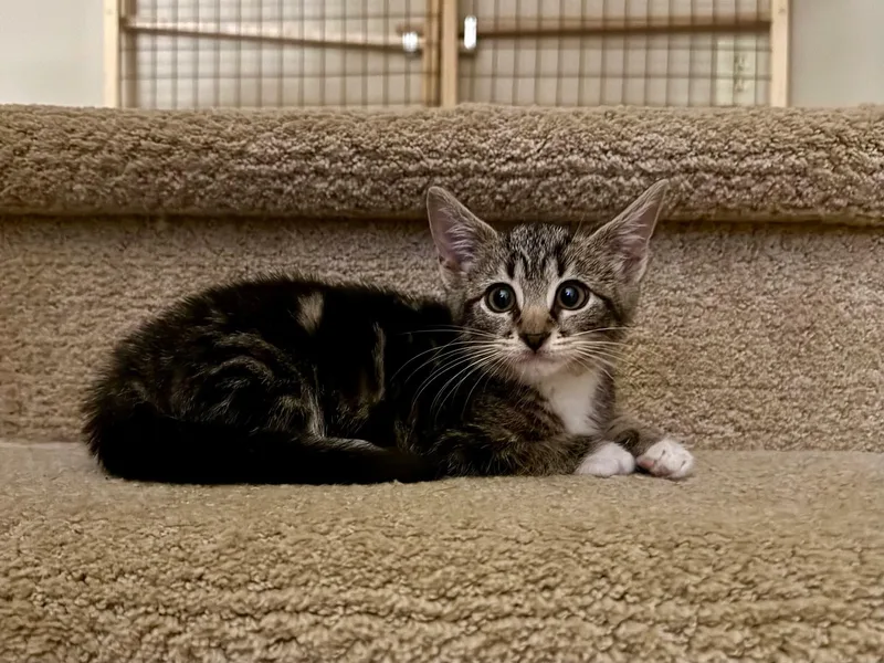 A baby medium-sized female Domestic Short Hair cat named Mimi for adoption in Lewis Center, OH