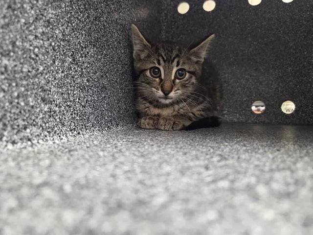A baby small-sized female Domestic Short Hair cat named Skippy for adoption in Casper, WY