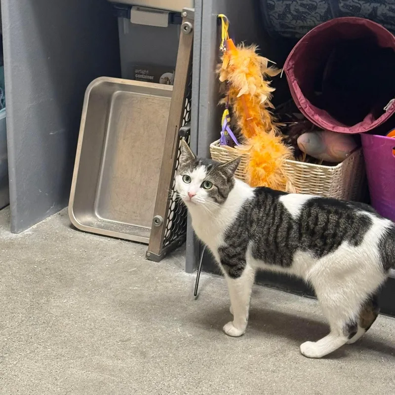 An adult medium-sized male Domestic Short Hair cat named Lucifer for adoption in Bourne, MA