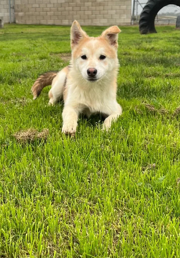 A baby medium-sized male Husky dog named Sol for adoption in McFarland, CA