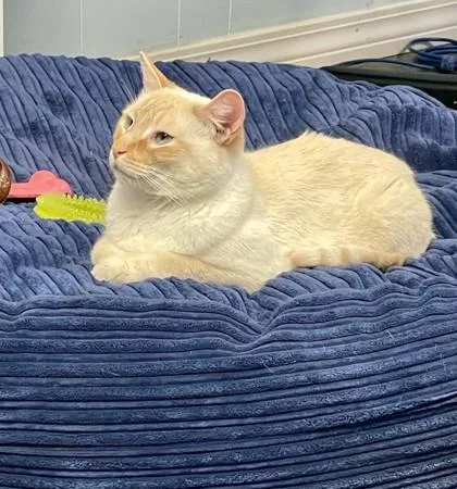 An adult small-sized male Domestic Short Hair cat named Finnigan for adoption in Covington, LA