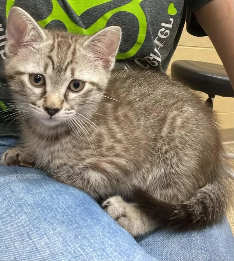 A baby medium-sized male Tabby (Gray / Blue / Silver) Domestic Short Hair cat named Joker for adoption in Fort Payne, AL