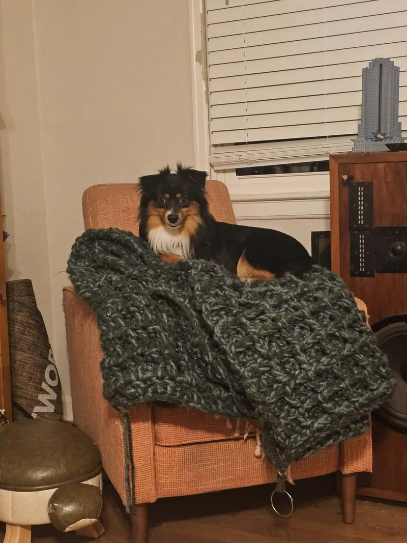 An adult small-sized male Tricolor (Brown, Black, & White) Australian Shepherd dog named Chicken Wing for adoption in Garland, TX