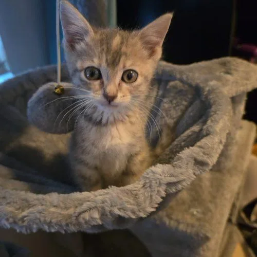 A baby small-sized female Tabby (Gray / Blue / Silver) Domestic Short Hair cat named Astra for adoption in Edmond, OK