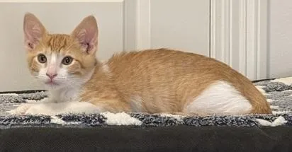 A baby medium-sized male Orange & White Domestic Short Hair cat named Ducky for adoption in Lafayette, LA