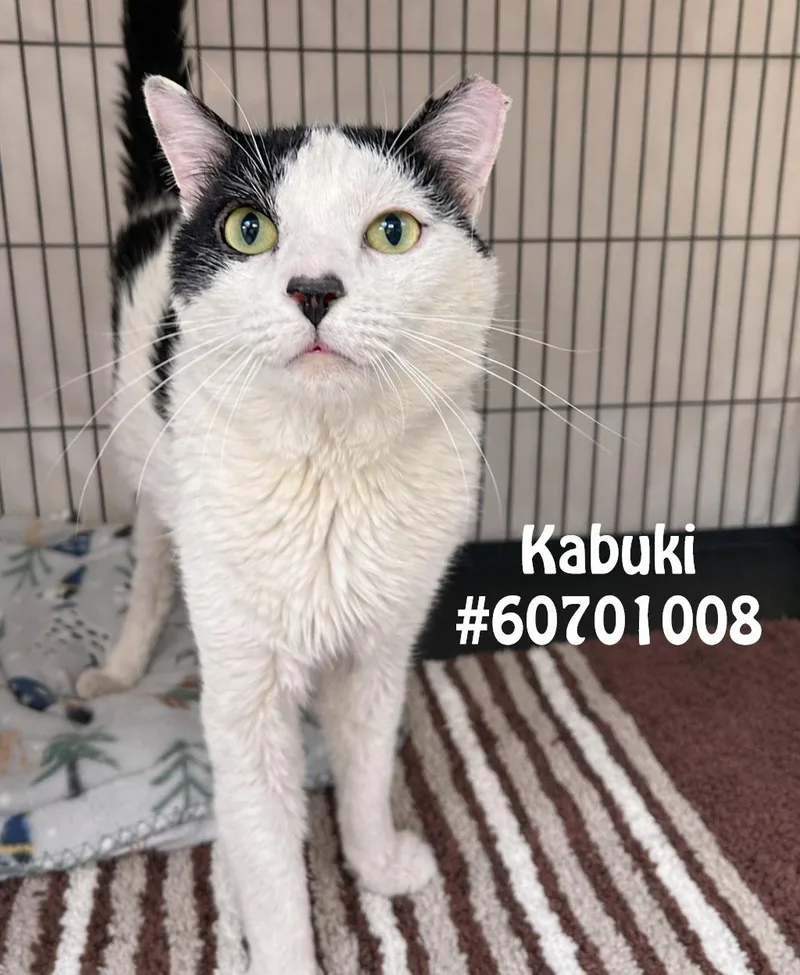 An adult medium-sized male Black Domestic Short Hair cat named Kabuki for adoption in Wilkes Barre, PA