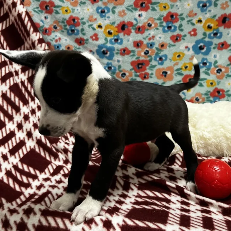 A baby small-sized male Black Mixed Breed dog named Trolli for adoption in Caryville, TN